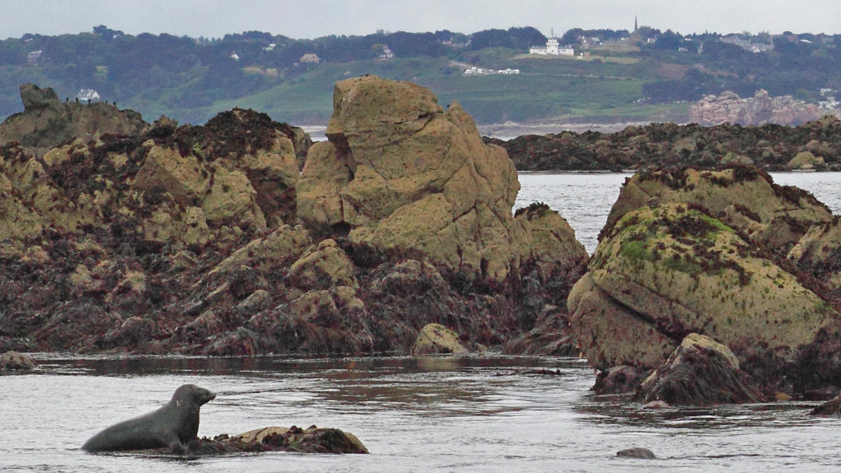 Cap Sur Les Sept Iles Bord Dun Vieux Gr Ement Tourisme Bretagne