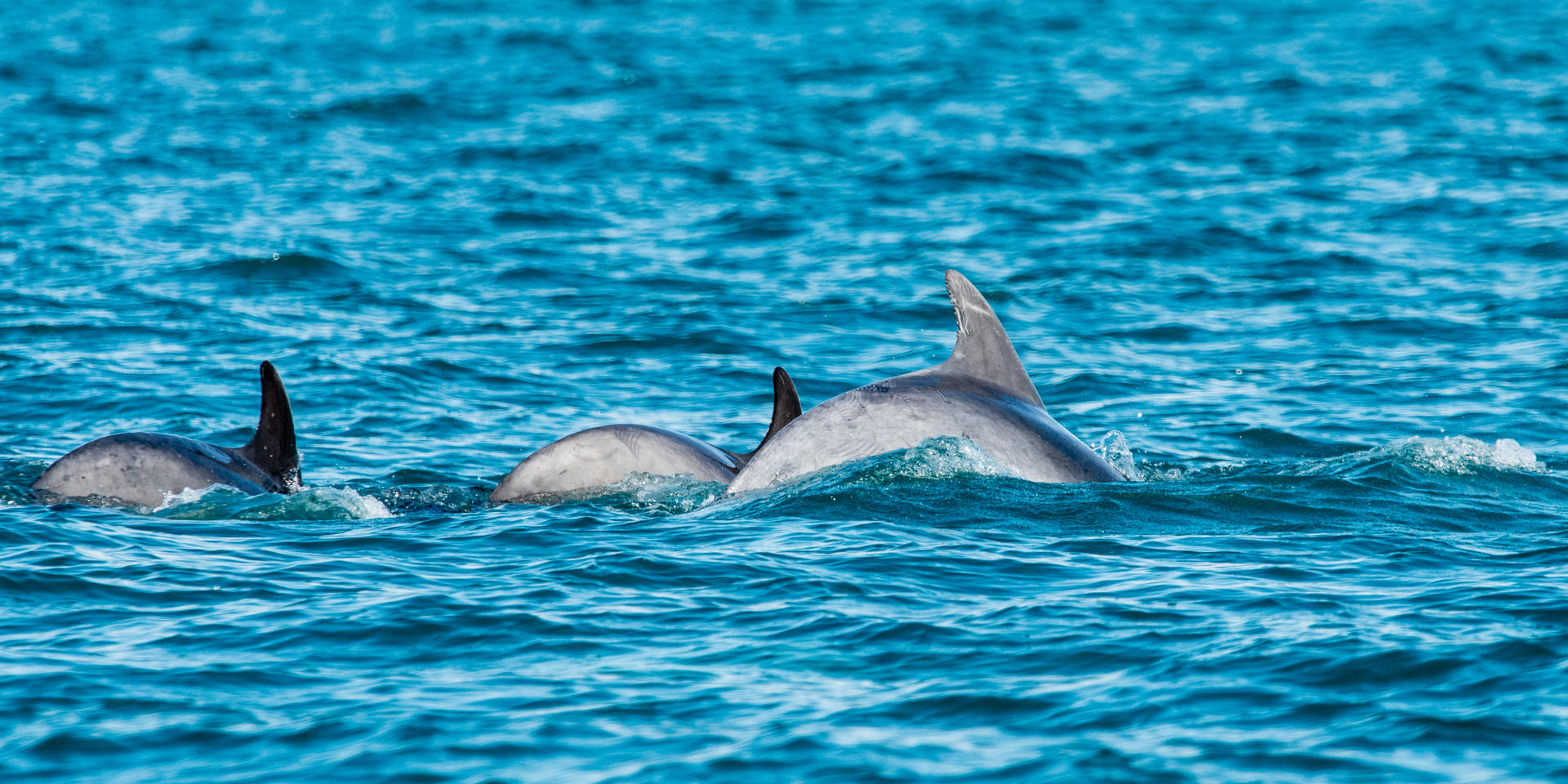 Participez A L Observation Des Grands Dauphins Tourisme Bretagne