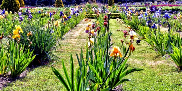 Jardins de Broceliande - Iris - Breal-sous-Montfort