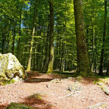 10 Great Ideas For Forest Walks Brittany Tourism