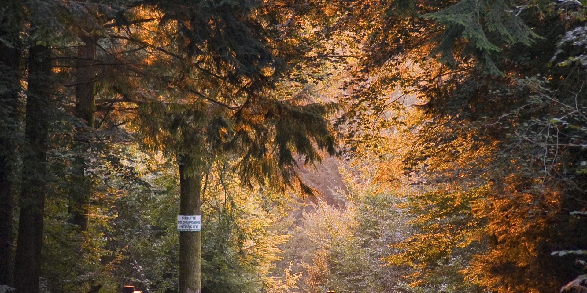 10 idées de balades en forêt tourisme bretagne