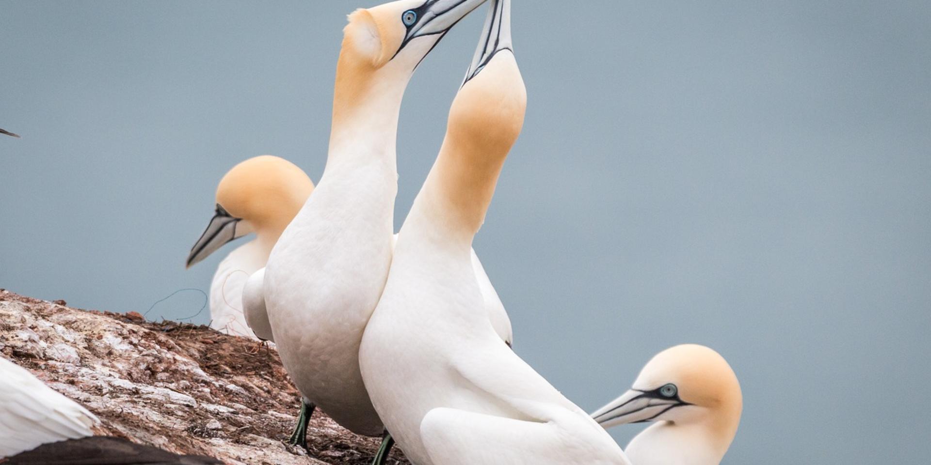 Observar seis especies de animales marinos en Bretaña | Tourisme Bretagne