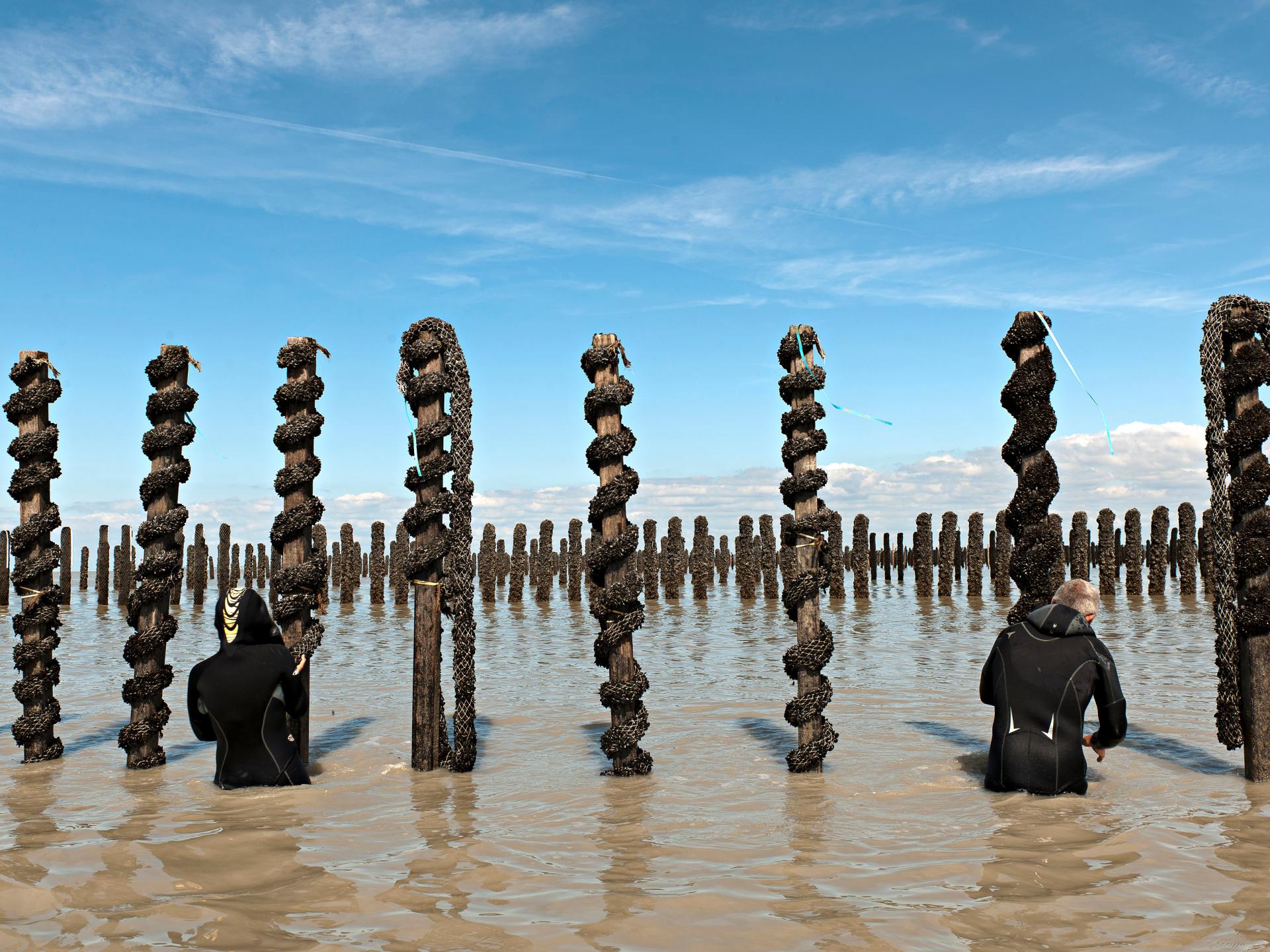 Les moules de bouchot Tourisme Bretagne