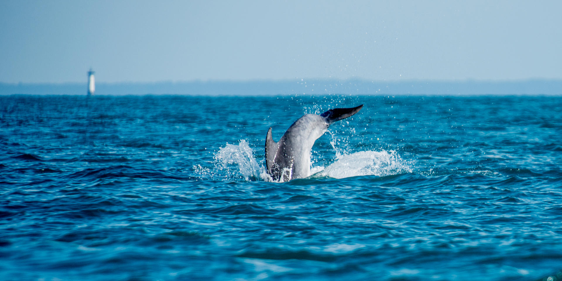 Six Marine Animal Species To Observe In Brittany Brittany Tourism