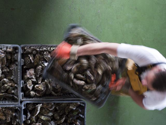 Préparation d'une livraison d'huîtres au chantier ostréicole Jégat
