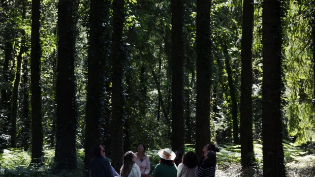 Persquen - Expérience Bretonne Forêt Totem