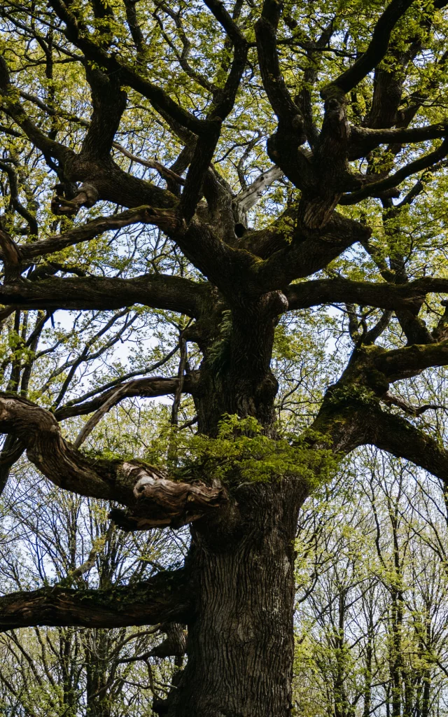 Forêt de Brocéliande