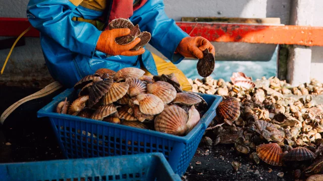 Peche Coquille Baie De St Brieuc