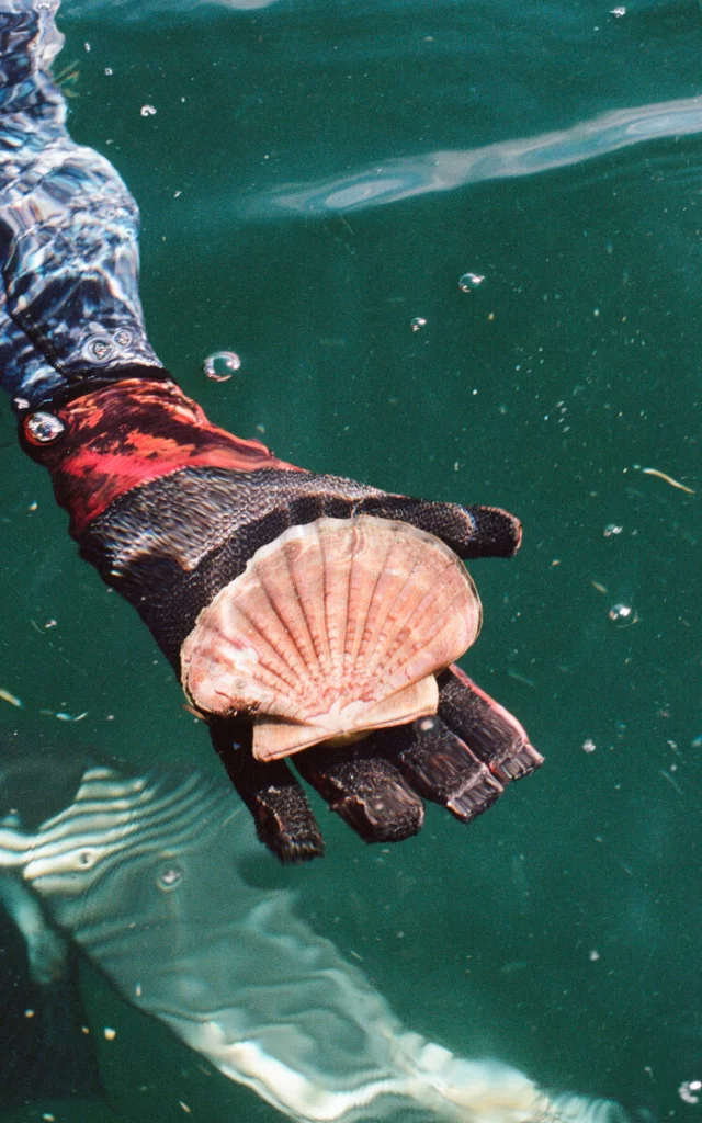 Coquille Saint-Jacques